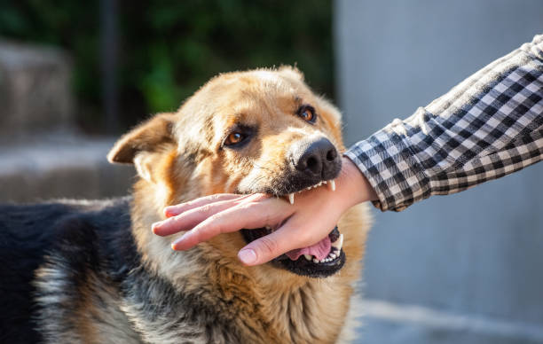 Health Services of State Government Issue Recommendations for Dealing with Animal Attacks: What to Do and How to Act