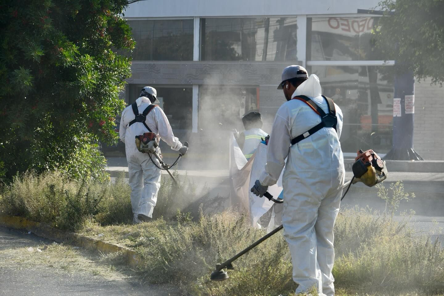 Gobierno capitalino continúa con el rescate de camellones y áreas verdes