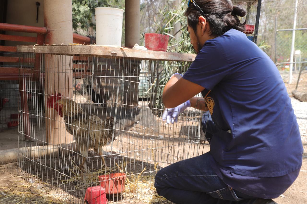 Refrenda ayuntamiento capitalino compromiso contra el maltrato animal
